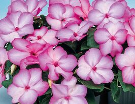 Бальзамин Уоллера Баланс F1 розовое пикоти купить