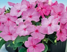 Бальзамин Уоллера Баланс F1 розовый купить