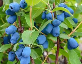 Жимолость Індіго Джем (Indigo Gem)купити