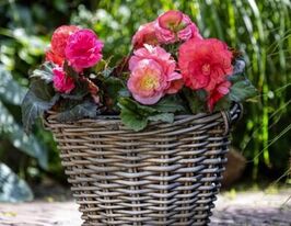 Бегония клубневая Лимитлесс F1 лососево-розовая купить