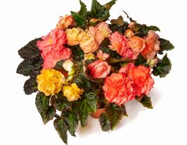 Бегонія бульбова Лімітлесс F1 санрайз купить