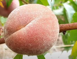 Персик Ерітрокарпакупити