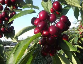 Черешня Китаївська чорнакупити