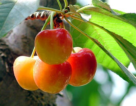 Черешня Ніжністькупити