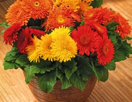 Гербера Джеймсона Картвель F1 осіння сумішкупити