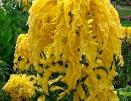 Амарант триколірний Авроракупити