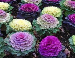 Капуста Декоративна (кале) круглолиста сумішкупити
