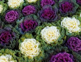 Капуста Декоративна (кале) бахромчастолистна сумішкупити