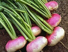 Ріпа Міланська рожевакупити