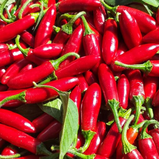 Перець гіркий Серрано - Добродар