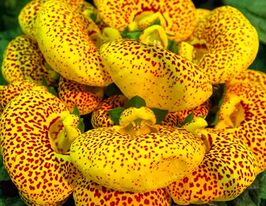 Кальцеолярия гибридная Данти F1 желтая с точкой купить