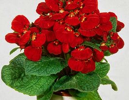 Кальцеолярия гибридная Данти F1 красная купить