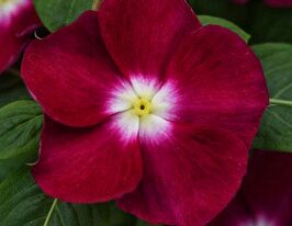 Катарантус ампельний Медітер F1 бургунді хеллоукупити