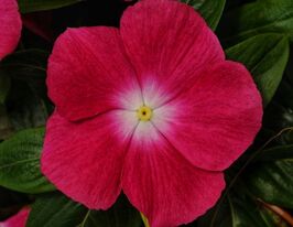 Катарантус ампельный Медитер F1 роуз хеллоу купить