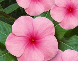 Катарантус ампельний Медітер F1 страуберрікупити