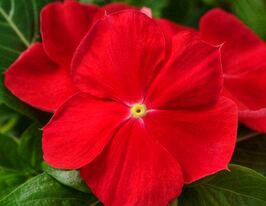 Катарантус ампельний Медітер F1 червонийкупити