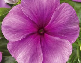 Катарантус рожевий СанШторм F1 орхід хеллоукупити