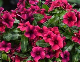 Катарантус рожевий Тату F1 Блек Черрікупити