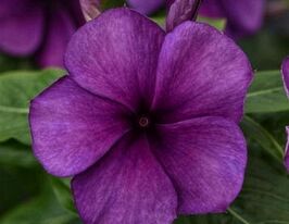 Катарантус рожевий Тату F1 Блуберрікупити