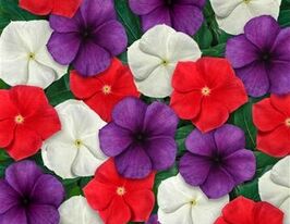 Катарантус рожевий Тату F1 Мікс амерікан пайкупити