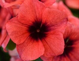 Катарантус рожевий Тату F1 Папайякупити