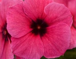 Катарантус рожевий Тату F1 Распберрікупити