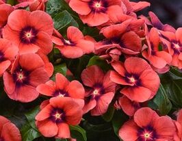 Катарантус рожевий Тату F1 Танжерінкупити