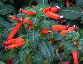 Куфея Динаміт F1купити