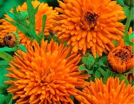 Календула махровая Радио купить