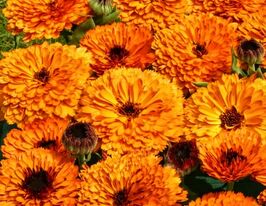 Календула Оранжевая кнопка купить