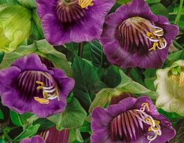 Кобея плетиста Фіолетовакупити