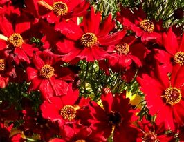 Кореопсис красильный Амулет купить