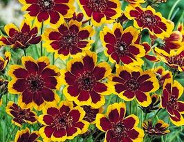 Космидиум бурриджанум Брюнетка купить