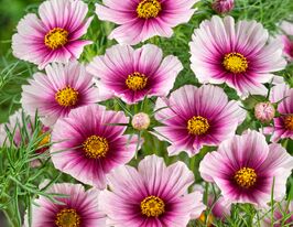 Космея звичайна Сенсація Дей Дрімкупити