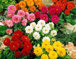 Жоржина карликова Фігаро сумішкупити