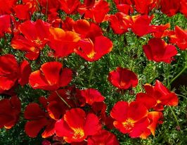 Эшольция калифорнийская Красный Вождь купить