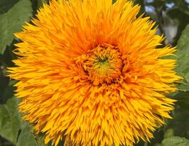 Подсолнух Оранжевое Солнце купить