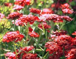 Иберис зонтиковидный красный Вспышка купить