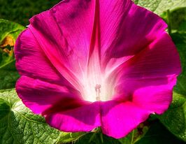 Іпомея пурпурна Багряний Рамблеркупити