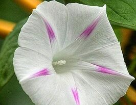 Іпомея пурпурна Шивакупити