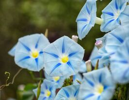 Іпомея пурпурна Сетакупити