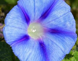 Іпомея пурпурна Капризкупити