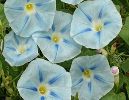 Іпомея триколірна Блакитна Зіркакупити