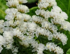 Лимониум (статица) извилистый белый купить