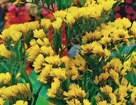 Лимоніум (статиця) звивистий темно-жовтийкупити