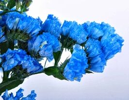 Лимониум (статица) извилистый небесно-голубой купить