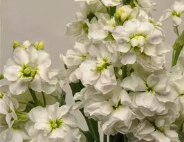 Левкой матіола Кетс білакупити