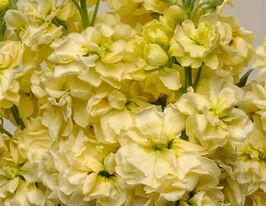 Левкой матиола Кетс желтая купить