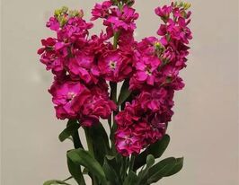 Левкой матиола Кетс кримсон купить