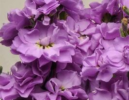 Левкой матіола Кетс лавандовакупити